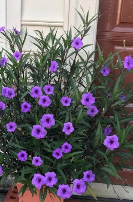 Set of 3 Purple Showers Ruellia Live Plants – Mexican Petunia – 4-8" Tall Set of 3 Purple Showers Ruellia Live Plants – Mexican Petunia – 4-8" Tall - Image 3