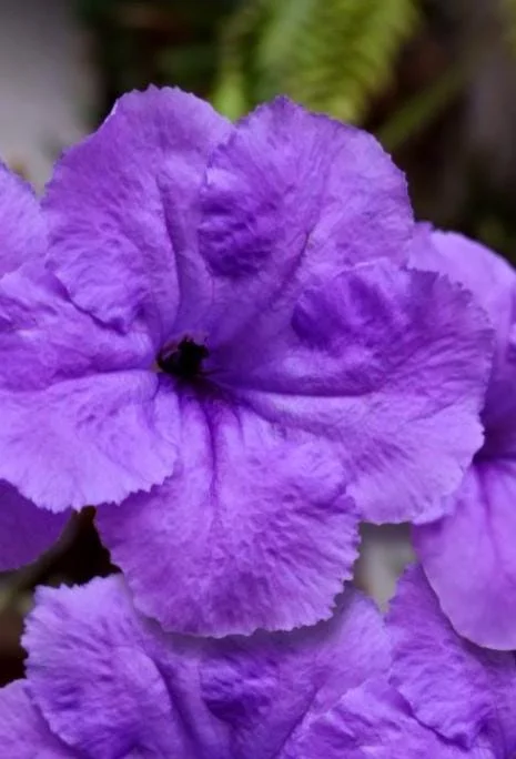Set of 3 Purple Showers Ruellia Live Plants – Mexican Petunia – 4-8" Tall Set of 3 Purple Showers Ruellia Live Plants – Mexican Petunia – 4-8" Tall - Image 4