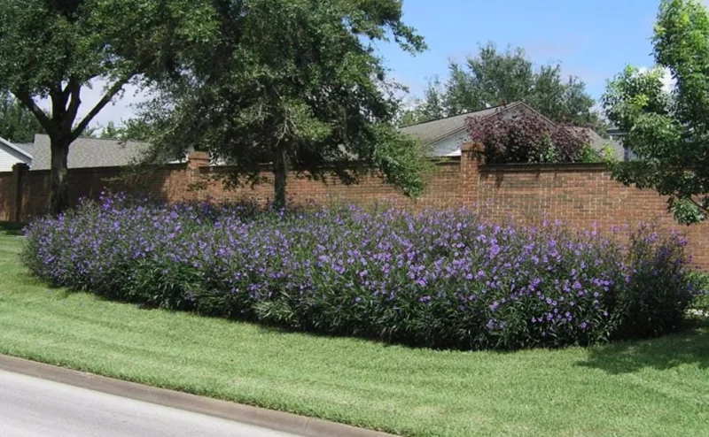 Set of 3 Purple Showers Ruellia Live Plants – Mexican Petunia – 4-8" Tall Set of 3 Purple Showers Ruellia Live Plants – Mexican Petunia – 4-8" Tall - Image 5