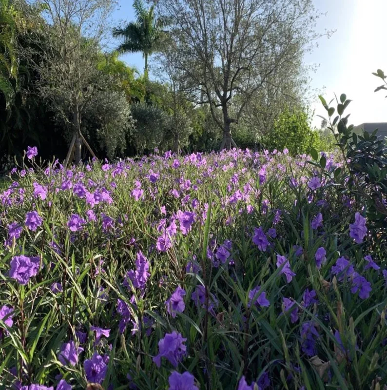 Set of 3 Purple Showers Ruellia Live Plants – Mexican Petunia – 4-8" Tall Set of 3 Purple Showers Ruellia Live Plants – Mexican Petunia – 4-8" Tall - Image 7