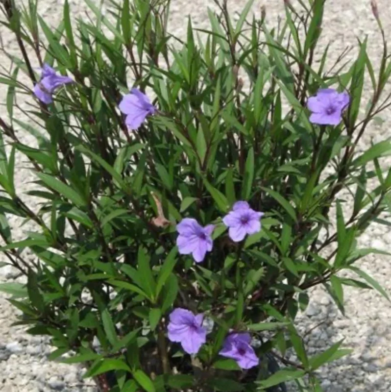 Set of 3 Purple Showers Ruellia Live Plants – Mexican Petunia – 4-8" Tall Set of 3 Purple Showers Ruellia Live Plants – Mexican Petunia – 4-8" Tall - Image 8