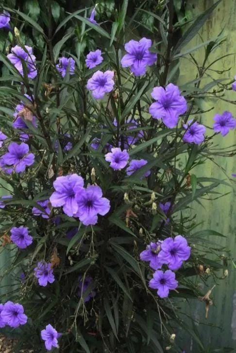 Set of 3 Purple Showers Ruellia Live Plants – Mexican Petunia – 4-8" Tall Set of 3 Purple Showers Ruellia Live Plants – Mexican Petunia – 4-8" Tall - Image 9