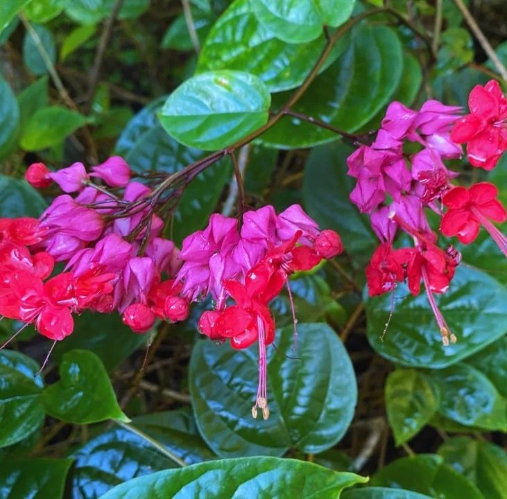 Set of 3 Red Bleeding Heart Vine Live Plants – Clerodendrum thomsoniae – 5-9" Tall – Trailing Flowering Vine - Image 2