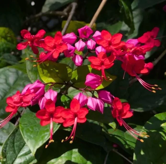 Set of 3 Red Bleeding Heart Vine Live Plants – Clerodendrum thomsoniae – 5-9" Tall – Trailing Flowering Vine Set of 3 Red Bleeding Heart Vine Live Plants – Clerodendrum thomsoniae – 5-9" Tall – Trailing Flowering Vine - Image 3