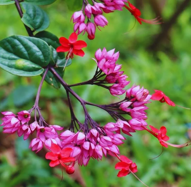Set of 3 Red Bleeding Heart Vine Live Plants – Clerodendrum thomsoniae – 5-9" Tall – Trailing Flowering Vine Set of 3 Red Bleeding Heart Vine Live Plants – Clerodendrum thomsoniae – 5-9" Tall – Trailing Flowering Vine - Image 4