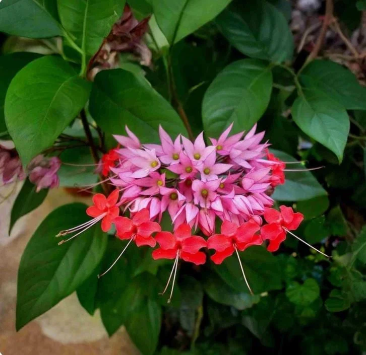 Set of 3 Red Bleeding Heart Vine Live Plants – Clerodendrum thomsoniae – 5-9" Tall – Trailing Flowering Vine - Image 1