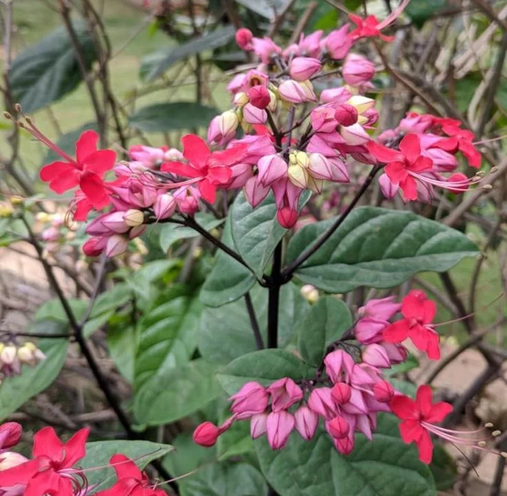 Set of 3 Red Bleeding Heart Vine Live Plants – Clerodendrum thomsoniae – 5-9" Tall – Trailing Flowering Vine Set of 3 Red Bleeding Heart Vine Live Plants – Clerodendrum thomsoniae – 5-9" Tall – Trailing Flowering Vine - Image 7