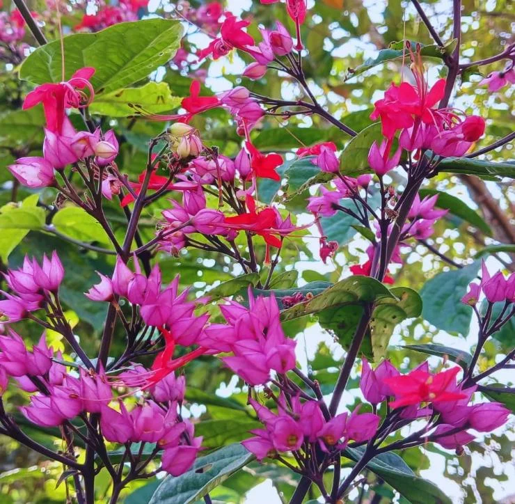 Set of 3 Red Bleeding Heart Vine Live Plants – Clerodendrum thomsoniae – 5-9" Tall – Trailing Flowering Vine Set of 3 Red Bleeding Heart Vine Live Plants – Clerodendrum thomsoniae – 5-9" Tall – Trailing Flowering Vine - Image 8