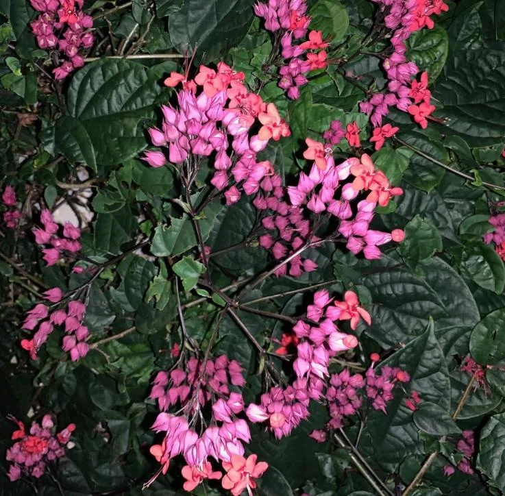 Set of 3 Red Bleeding Heart Vine Live Plants – Clerodendrum thomsoniae – 5-9" Tall – Trailing Flowering Vine Set of 3 Red Bleeding Heart Vine Live Plants – Clerodendrum thomsoniae – 5-9" Tall – Trailing Flowering Vine - Image 9