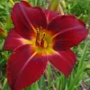 Set of 3 Red Volunteer Daylily Bare Roots - Hemerocallis Perennial Flower - Image 1