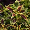 Set of 3 Robyn Coleus Live Plants – 4-7 Inch Tall – Colorful Foliage for Garden & Pots - Image 1