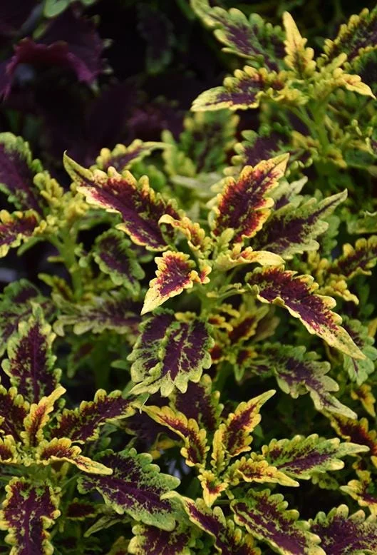 Set of 3 Robyn Coleus Live Plants – 4-7 Inch Tall – Colorful Foliage for Garden & Pots - Image 1