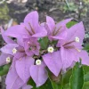 Set of 3 Singapore Pink Bougainvillea Live Plants – 4-6" Tall, Pink-Lilac Flowering Set of 3 Singapore Pink Bougainvillea Live Plants – 4-6" Tall, Pink-Lilac Flowering - Image 1