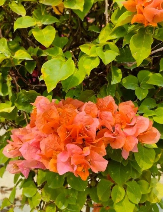 Set of 3 Sundown Bougainvillea Live Plants – Orange Flowering Tropical Vine – 4-6" Tall – Outdoor Set of 3 Sundown Bougainvillea Live Plants – Orange Flowering Tropical Vine – 4-6" Tall – Outdoor - Image 2