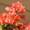 Set of 3 Sundown Bougainvillea Live Plants – Orange Flowering Tropical Vine – 4-6" Tall – Outdoor - Image 1