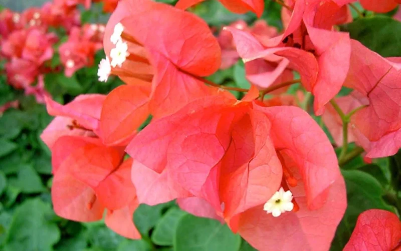 Set of 3 Sundown Bougainvillea Live Plants – Orange Flowering Tropical Vine – 4-6" Tall – Outdoor Set of 3 Sundown Bougainvillea Live Plants – Orange Flowering Tropical Vine – 4-6" Tall – Outdoor - Image 3