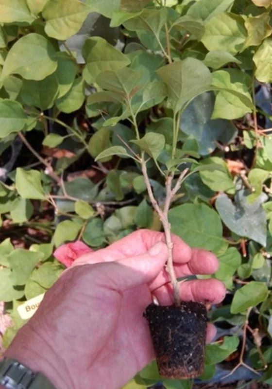 Set of 3 Sundown Bougainvillea Live Plants – Orange Flowering Tropical Vine – 4-6" Tall – Outdoor Set of 3 Sundown Bougainvillea Live Plants – Orange Flowering Tropical Vine – 4-6" Tall – Outdoor - Image 4