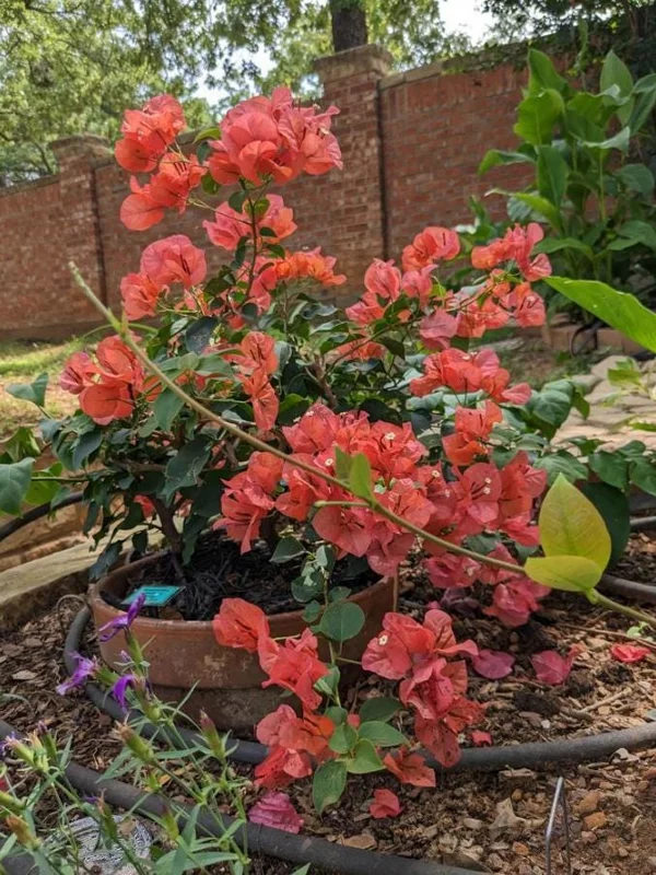 Set of 3 Sundown Bougainvillea Live Plants – Orange Flowering Tropical Vine – 4-6" Tall – Outdoor Set of 3 Sundown Bougainvillea Live Plants – Orange Flowering Tropical Vine – 4-6" Tall – Outdoor - Image 5