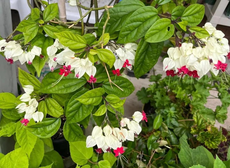 Set of 3 White Bleeding Heart Vine Live Plants (Clerodendrum thomsoniae) – 5-9" Tall – No Pot - Image 2