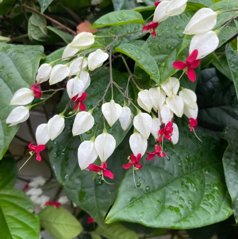 Home Set of 3 White Bleeding Heart Vine Live Plants (Clerodendrum thomsoniae) – 5-9" Tall – No Pot - Image 1