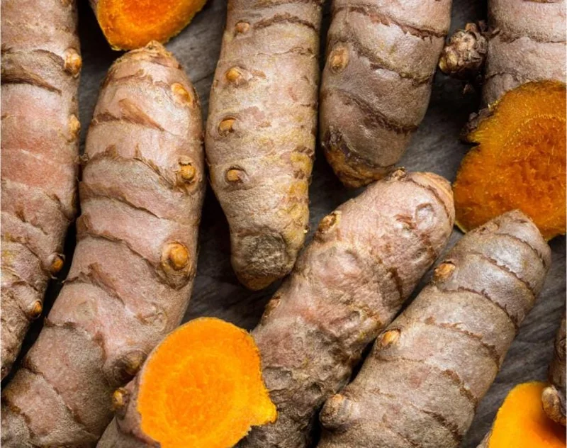 Set of 3 Yellow Turmeric Live Plants – Curcuma longa – 4-6" Tall – Culinary Spice Plant - Image 2