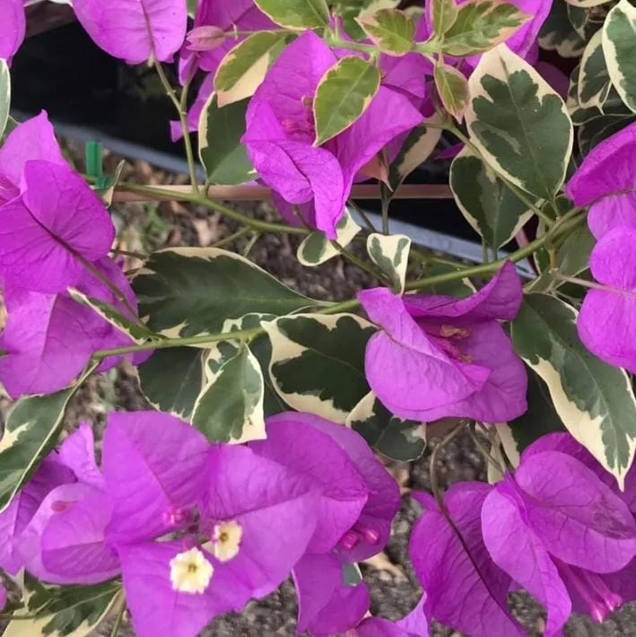 Set of 4 Blueberry Ice Bougainvillea Live Plants – 4-6" Tall – Outdoor Tropical Vine Set of 4 Blueberry Ice Bougainvillea Live Plants – 4-6" Tall – Outdoor Tropical Vine - Image 3