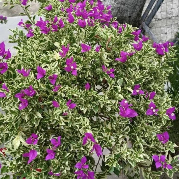 Set of 4 Blueberry Ice Bougainvillea Live Plants – 4-6" Tall – Outdoor Tropical Vine Set of 4 Blueberry Ice Bougainvillea Live Plants – 4-6" Tall – Outdoor Tropical Vine - Image 4