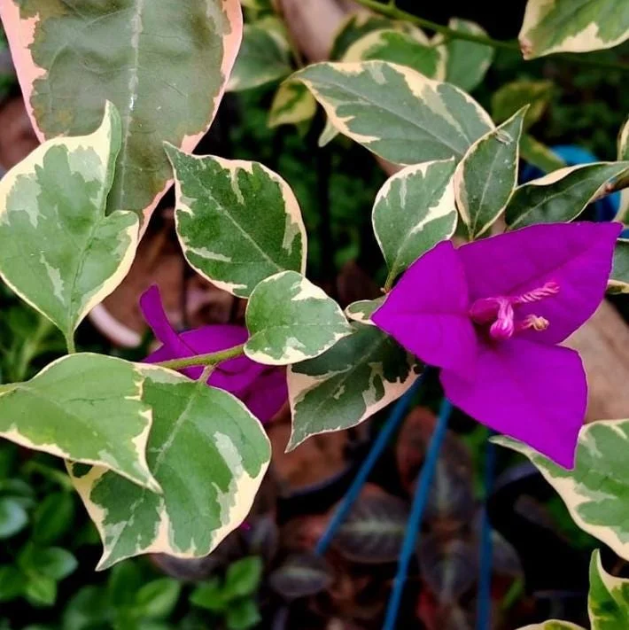 Set of 4 Blueberry Ice Bougainvillea Live Plants – 4-6" Tall – Outdoor Tropical Vine Set of 4 Blueberry Ice Bougainvillea Live Plants – 4-6" Tall – Outdoor Tropical Vine - Image 5