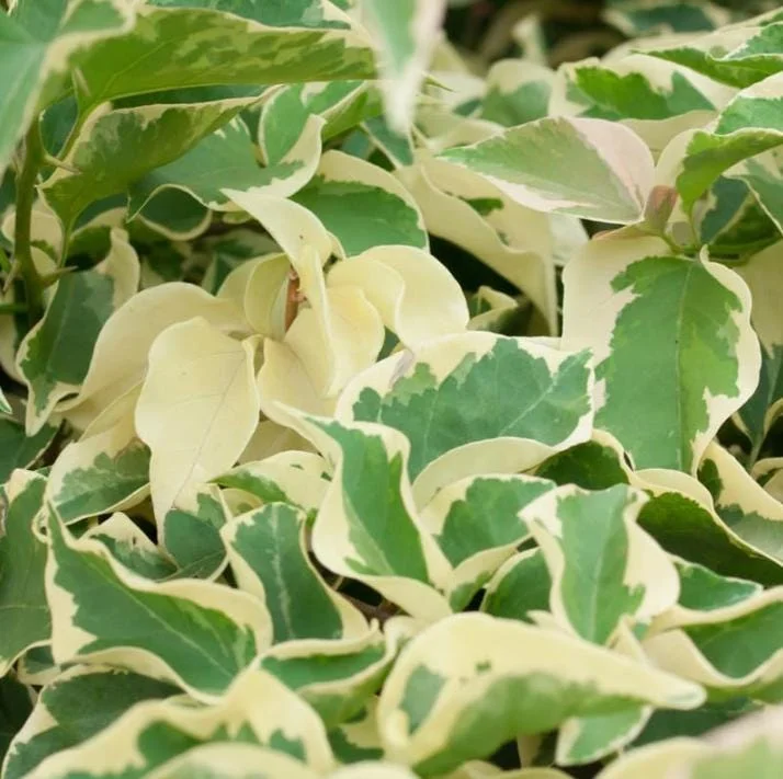 Set of 4 Blueberry Ice Bougainvillea Live Plants – 4-6" Tall – Outdoor Tropical Vine Set of 4 Blueberry Ice Bougainvillea Live Plants – 4-6" Tall – Outdoor Tropical Vine - Image 6