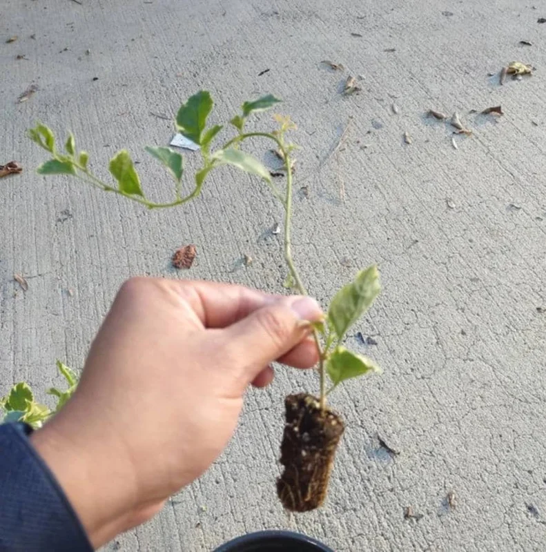 Set of 4 Blueberry Ice Bougainvillea Live Plants – 4-6" Tall – Outdoor Tropical Vine Set of 4 Blueberry Ice Bougainvillea Live Plants – 4-6" Tall – Outdoor Tropical Vine - Image 7
