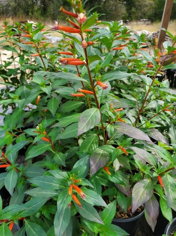 Set of 4 Cuphea David Verity Live Plants – Orange Flower Perennial – 4-6 Inch Starter Set of 4 Cuphea David Verity Live Plants – Orange Flower Perennial – 4-6 Inch Starter - Image 10