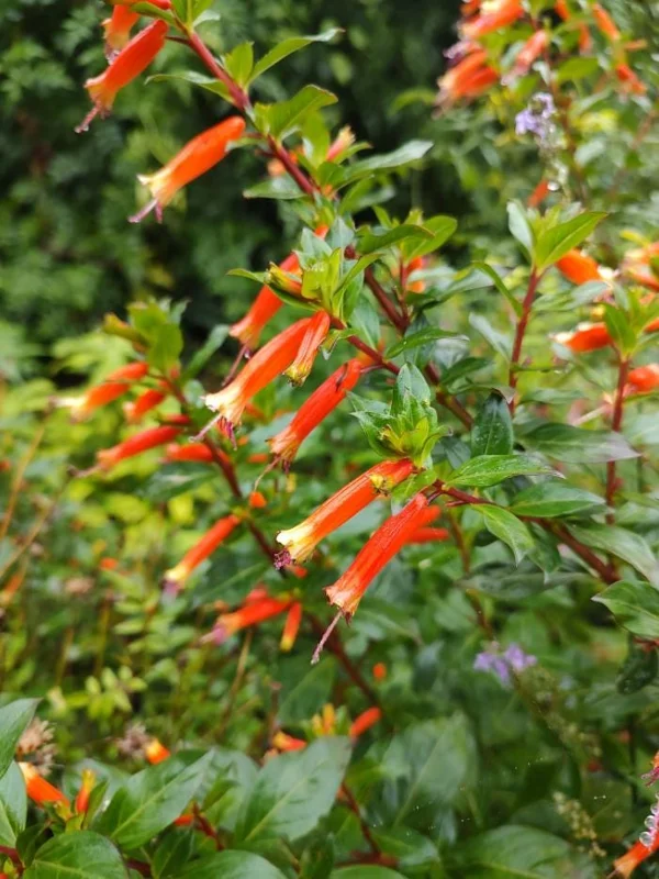 Set of 4 Cuphea David Verity Live Plants – Orange Flower Perennial – 4-6 Inch Starter Set of 4 Cuphea David Verity Live Plants – Orange Flower Perennial – 4-6 Inch Starter - Image 2