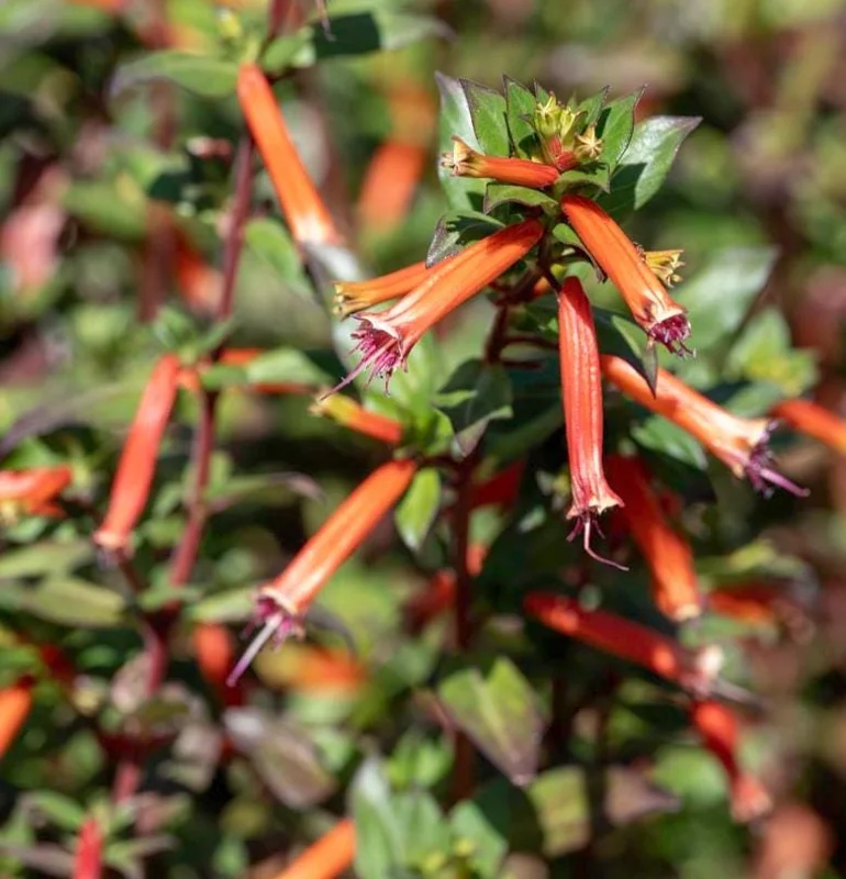Set of 4 Cuphea David Verity Live Plants – Orange Flower Perennial – 4-6 Inch Starter Set of 4 Cuphea David Verity Live Plants – Orange Flower Perennial – 4-6 Inch Starter - Image 3