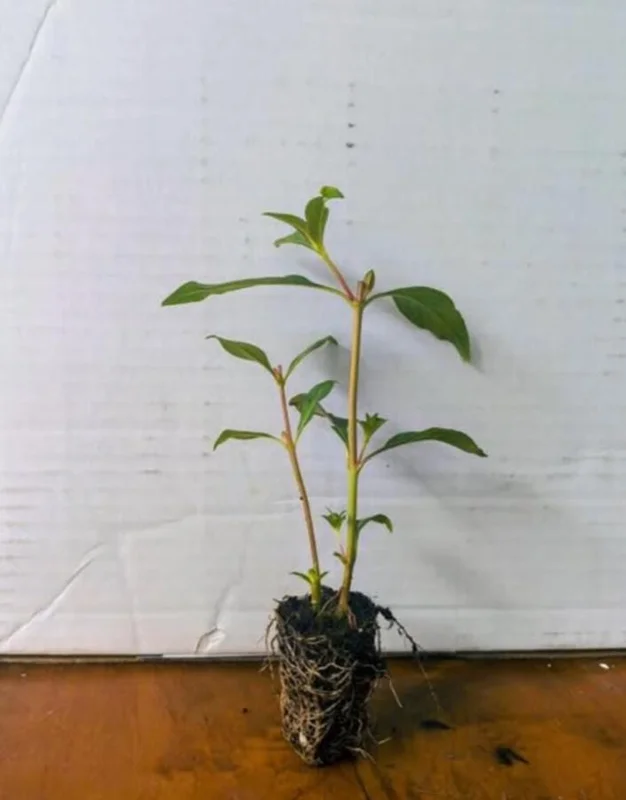 Set of 4 Cuphea David Verity Live Plants – Orange Flower Perennial – 4-6 Inch Starter Set of 4 Cuphea David Verity Live Plants – Orange Flower Perennial – 4-6 Inch Starter - Image 4