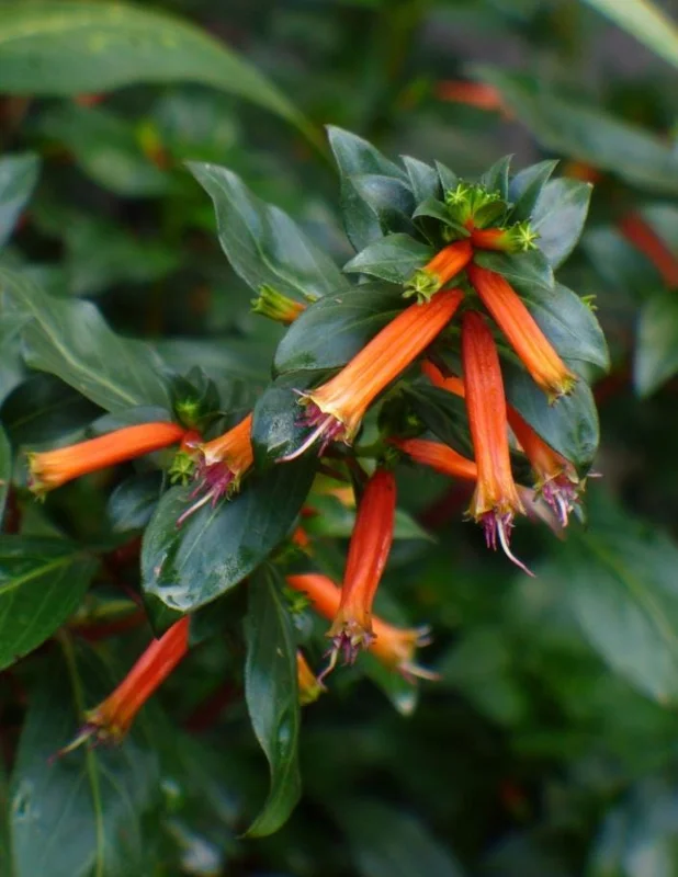 Set of 4 Cuphea David Verity Live Plants – Orange Flower Perennial – 4-6 Inch Starter Set of 4 Cuphea David Verity Live Plants – Orange Flower Perennial – 4-6 Inch Starter - Image 5