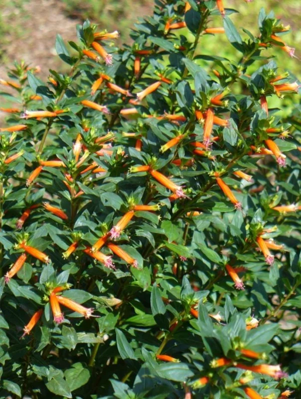 Set of 4 Cuphea David Verity Live Plants – Orange Flower Perennial – 4-6 Inch Starter Set of 4 Cuphea David Verity Live Plants – Orange Flower Perennial – 4-6 Inch Starter - Image 6