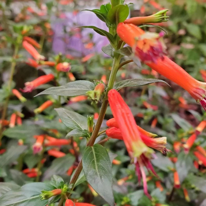 Set of 4 Cuphea David Verity Live Plants – Orange Flower Perennial – 4-6 Inch Starter Set of 4 Cuphea David Verity Live Plants – Orange Flower Perennial – 4-6 Inch Starter - Image 7