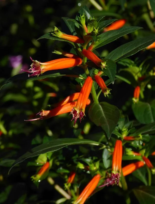 Set of 4 Cuphea David Verity Live Plants – Orange Flower Perennial – 4-6 Inch Starter Set of 4 Cuphea David Verity Live Plants – Orange Flower Perennial – 4-6 Inch Starter - Image 8
