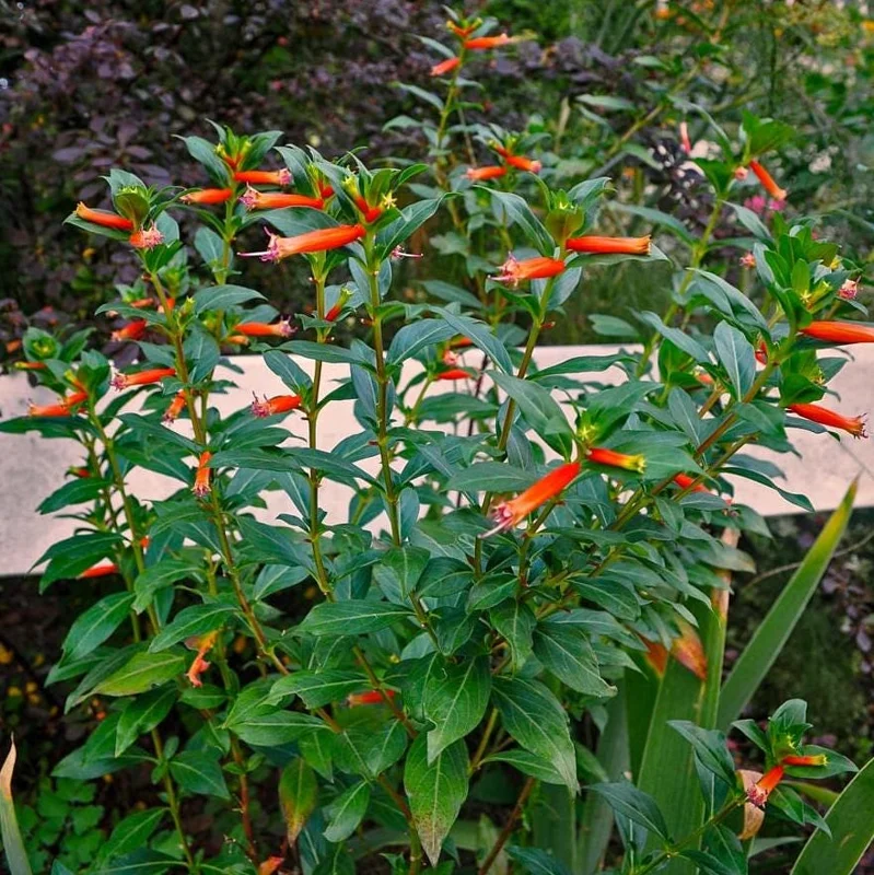 Set of 4 Cuphea David Verity Live Plants – Orange Flower Perennial – 4-6 Inch Starter Set of 4 Cuphea David Verity Live Plants – Orange Flower Perennial – 4-6 Inch Starter - Image 9