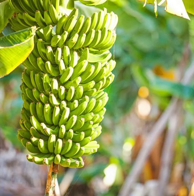 Home Set of 4 Grand Nain Banana Live Plants – Edible Tropical Fruit, 4-6" Tall - Image 1