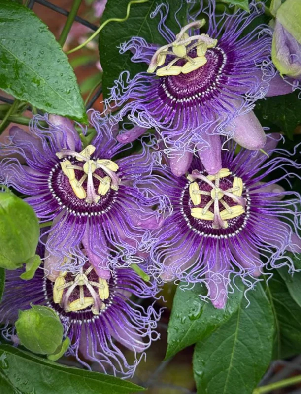 Set of 4 Incense Passion Flower Live Plants (Passiflora 'Incense') – 4-6" Tall – Fragrant Purple Flowering Vine - Image 2