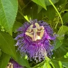 Set of 4 Incense Passion Flower Live Plants (Passiflora 'Incense') – 4-6" Tall – Fragrant Purple Flowering Vine - Image 1