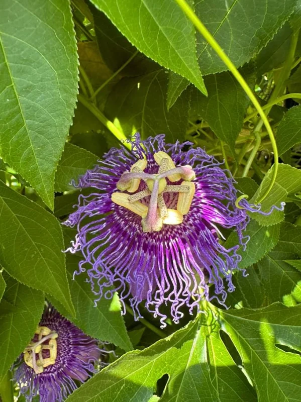 Home Set of 4 Incense Passion Flower Live Plants (Passiflora 'Incense') – 4-6" Tall – Fragrant Purple Flowering Vine - Image 1