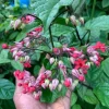 Set of 4 Mixed Bleeding Heart Vine Live Plants (Clerodendrum thomsoniae) – 2 White + 2 Red – 5-9" Tall - Image 1