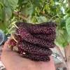 Set of 4 Pakistan Mulberry Live Plants – 6-8" Tall Edible Fruit Trees - Image 1