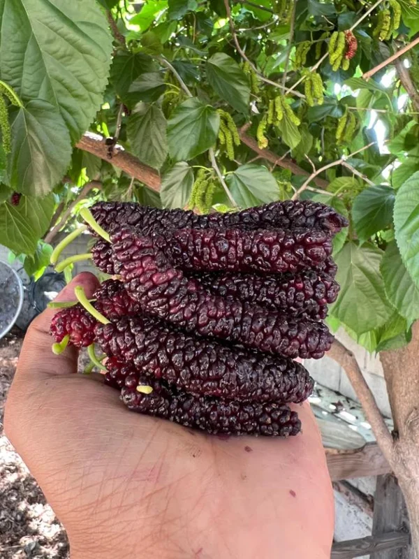 Home Set of 4 Pakistan Mulberry Live Plants – 6-8" Tall Edible Fruit Trees - Image 1