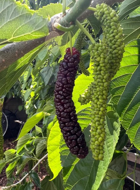 Set of 4 Pakistan Mulberry Live Plants – 6-8" Tall Edible Fruit Trees - Image 2