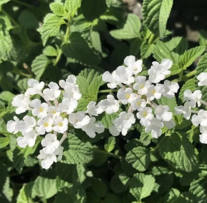 Set of 4 White Trailing Lantana Live Plants (Lantana montevidensis) – 4-6” Tall – Flowering Groundcover Set of 4 White Trailing Lantana Live Plants (Lantana montevidensis) – 4-6” Tall – Flowering Groundcover - Image 2