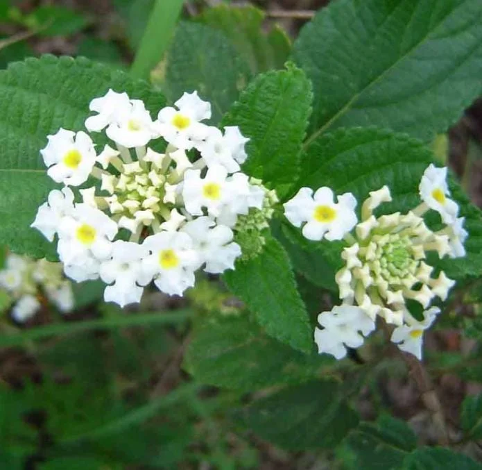 Set of 4 White Trailing Lantana Live Plants (Lantana montevidensis) – 4-6” Tall – Flowering Groundcover Set of 4 White Trailing Lantana Live Plants (Lantana montevidensis) – 4-6” Tall – Flowering Groundcover - Image 3