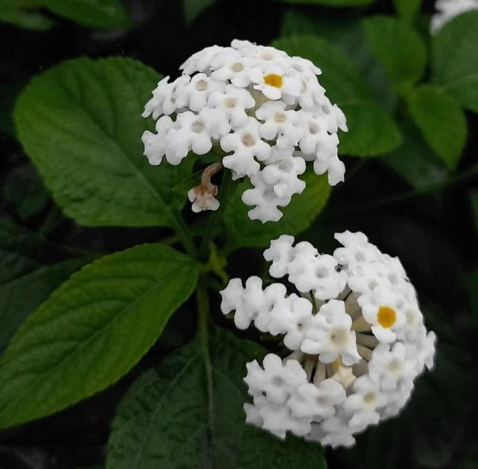 Set of 4 White Trailing Lantana Live Plants (Lantana montevidensis) – 4-6” Tall – Flowering Groundcover Set of 4 White Trailing Lantana Live Plants (Lantana montevidensis) – 4-6” Tall – Flowering Groundcover - Image 4